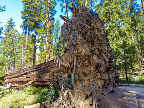 View of a massive fallen sequoia tree with exposed roots lying in a dense forest under a clear blue sky in Yosemite National Park California United States. View of a massive fallen sequoia tree with exposed roots lying in a dense forest under a clear blue sky in Yosemite National Park California United States.
