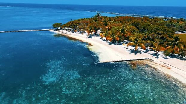 Aerial view of tropical beach and palm trees in Guanaja Honduras.