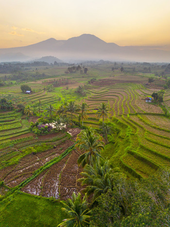 Aerial view of Kemumu terraced rice fields with lush palm trees and distant mountains under a soft golden hour sky in Arma Jaya Bengkulu Indonesia. Aerial view of Kemumu terraced rice fields with lush palm trees and distant mountains under a soft golden hour sky in Arma Jaya Bengkulu Indonesia.
