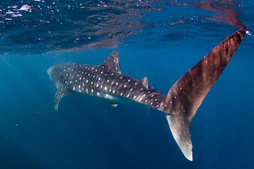 View of a majestic whale shark swimming through the deep blue waters of the Ningaloo Reef showcasing its distinctive white spots and large tail fin Exmouth Western Australia Australia. View of a majestic whale shark swimming through the deep blue waters of the Ningaloo Reef showcasing its distinctive white spots and large tail fin Exmouth Western Australia Australia.