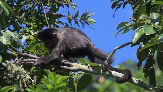 View of a capuchin monkey climbing on a tree branch in Brazil.