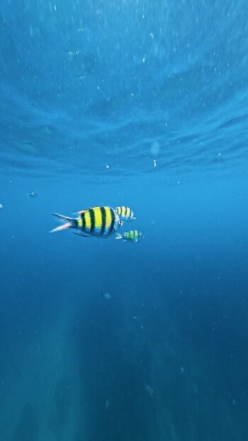 View of fish swimming underwater Thailand.