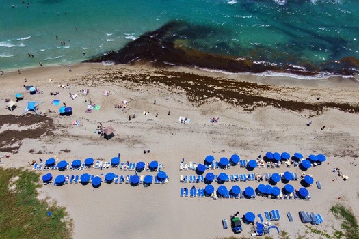 Aerial view of Singer Island beach featuring rows of blue umbrellas people relaxing on the sand and turquoise ocean water with dark seaweed patches in Riviera Beach Florida United States. Aerial view of Singer Island beach featuring rows of blue umbrellas people relaxing on the sand and turquoise ocean water with dark seaweed patches in Riviera Beach Florida United States.