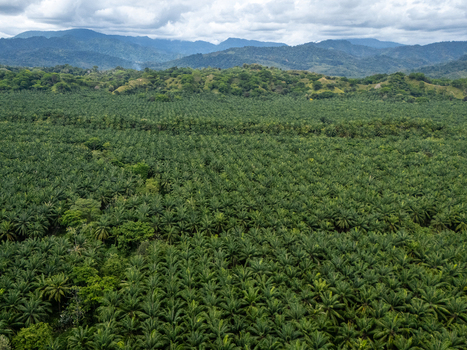 Aerial view of the Llorona Palm Fields featuring vast rows of palm trees stretching towards rolling green hills and distant mountains Quepos Provincia de Puntarenas Costa Rica. Aerial view of the Llorona Palm Fields featuring vast rows of palm trees stretching towards rolling green hills and distant mountains Quepos Provincia de Puntarenas Costa Rica.