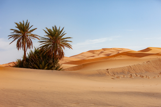 View of palm trees growing in the Sahara desert with golden sand dunes under a clear blue sky in Morocco.