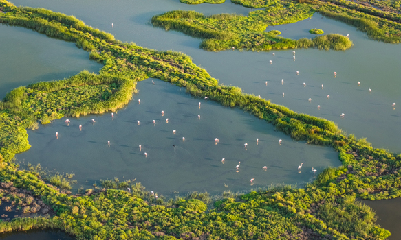 Aerial view of a flock of greater flamingos feeding in the shallow lagoons of the Camargue wetlands surrounded by lush green marsh vegetation in France.