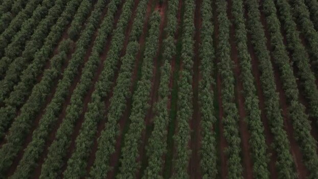 Aerial view of rows of an orchard in Portugal. Intensive olive farming on the Iberian peninsula. Aerial view of rows of an orchard in Portugal. Intensive olive farming on the Iberian peninsula.