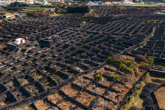 Aerial view of traditional volcanic stone wall vineyards and rural houses in Biscoitos Azores Portugal. Aerial view of traditional volcanic stone wall vineyards and rural houses in Biscoitos Azores Portugal.