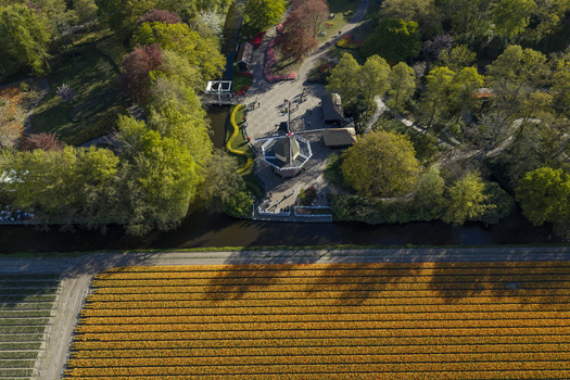 Aerial view of the historic windmill at Keukenhof surrounded by vibrant orange tulip fields lush green trees and a canal in Lisse Zuid Holland Netherlands. Aerial view of the historic windmill at Keukenhof surrounded by vibrant orange tulip fields lush green trees and a canal in Lisse Zuid Holland Netherlands.