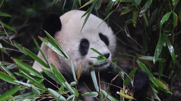 View of a giant panda eating bamboo in Chengdu China. View of a giant panda eating bamboo in Chengdu China.