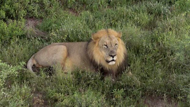 Aerial view of a male lion resting in the savanna South Africa.