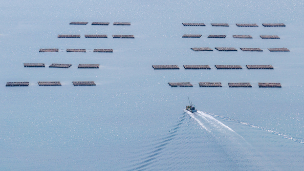 Aerial view of oyster farming rafts arranged in rows with a small fishing boat leaving a white wake on the blue sea of Itoshima Peninsula Itoshima Fukuoka Japan. Aerial view of oyster farming rafts arranged in rows with a small fishing boat leaving a white wake on the blue sea of Itoshima Peninsula Itoshima Fukuoka Japan.