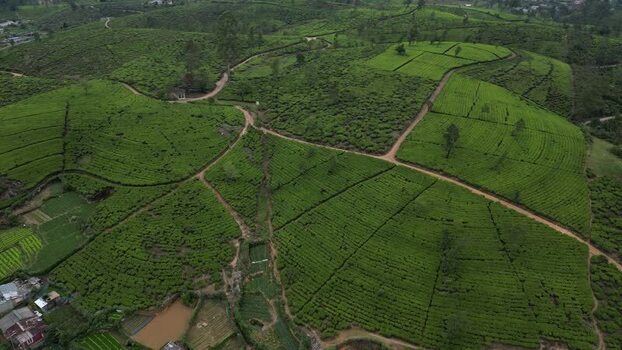 Aerial view of tea plantation in the hills Sri Lanka. Aerial view of tea plantation in the hills Sri Lanka.