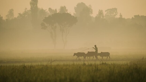 View of a farmer leading cattle through a misty field Bangladesh.