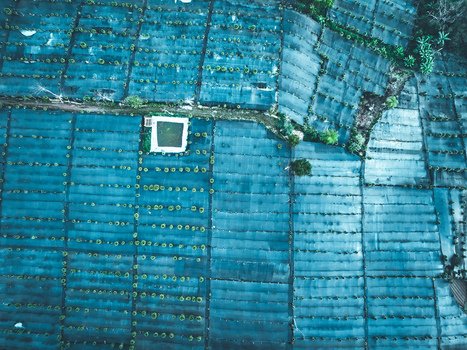 Aerial view of Goalpara Tea Park with rows of tea plants covered by blue protective netting a small square water reservoir and lush green trees in Kecamatan Sukaraja Jawa Barat Indonesia. Aerial view of Goalpara Tea Park with rows of tea plants covered by blue protective netting a small square water reservoir and lush green trees in Kecamatan Sukaraja Jawa Barat Indonesia.