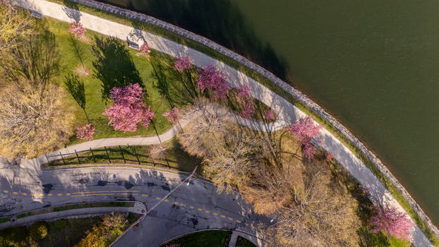 Aerial view of Brookline Reservoir featuring pink flowering trees a winding walking path and lush green grass along the water s edge Brookline Massachusetts United States. Aerial view of Brookline Reservoir featuring pink flowering trees a winding walking path and lush green grass along the water s edge Brookline Massachusetts United States.