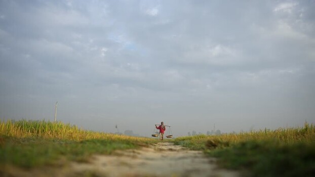 View of a farmer carrying a yoke through rice fields Bangladesh. View of a farmer carrying a yoke through rice fields Bangladesh.