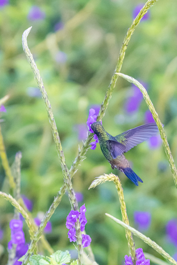 View of a hummingbird hovering and feeding on vibrant purple flowers in a lush garden in Antioquia Colombia.