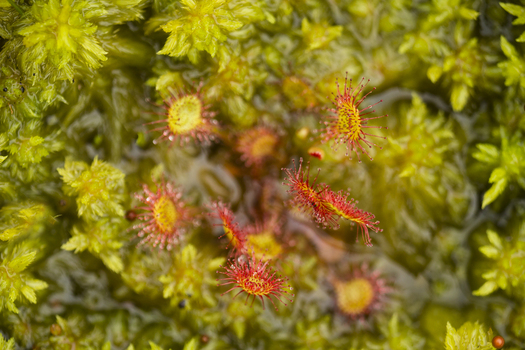 View of a Common Sundew with its distinctive red sticky tentacles growing amidst vibrant green moss in the United Kingdom. View of a Common Sundew with its distinctive red sticky tentacles growing amidst vibrant green moss in the United Kingdom.
