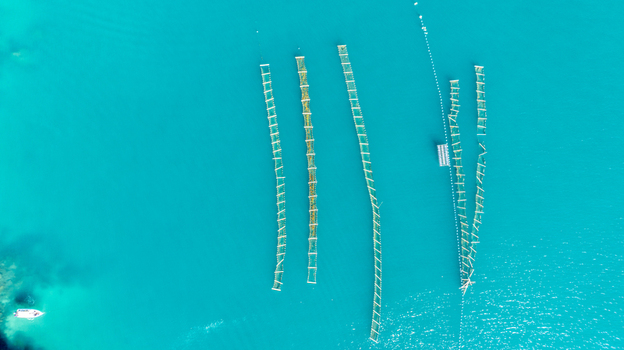 Aerial view of an oyster farm with floating cultivation lines in the turquoise waters of the bay in Angra dos Reis Rio de Janeiro Brazil.