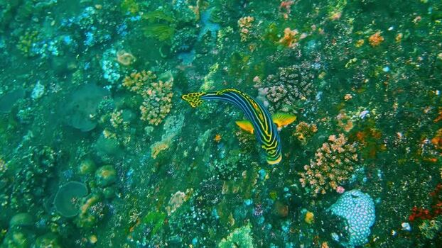 View of a yellow striped fish swimming over a coral reef Indonesia.