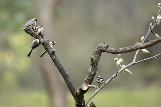 View of the striking white collared yuhinas perched on bare twisting branches against a soft muted backdrop in Yunnan China.