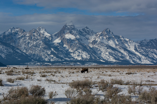 View of a lone American bison grazing in the snow covered Jackson Hole valley with the majestic snow capped Teton Range in the background Teton County Wyoming United States.