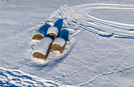 Aerial view of round hay bales covered in fresh snow with visible tire tracks and animal footprints in a rural winter field Lithuania.
