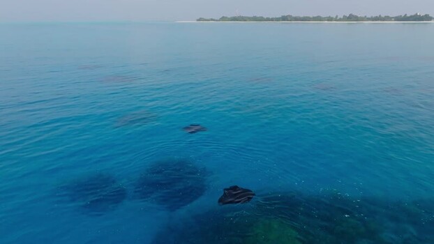 Aerial view of stingrays in ocean Maldives. Aerial view of stingrays in ocean Maldives.