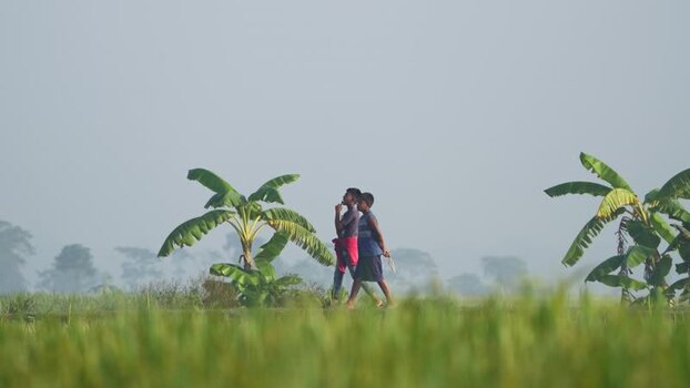 View of two boys walking through rural fields in Bogura Bangladesh.