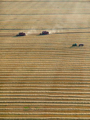 Aerial view of combine harvesters and a tractor working in a large harvested wheat field with rows of straw in Sombor Vojvodina Serbia.