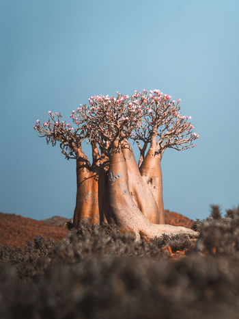 View of a blooming Desert Rose tree with its characteristic thick bulbous trunk and delicate pink flowers set against a clear blue sky in the arid landscape of Socotra Yemen. View of a blooming Desert Rose tree with its characteristic thick bulbous trunk and delicate pink flowers set against a clear blue sky in the arid landscape of Socotra Yemen.