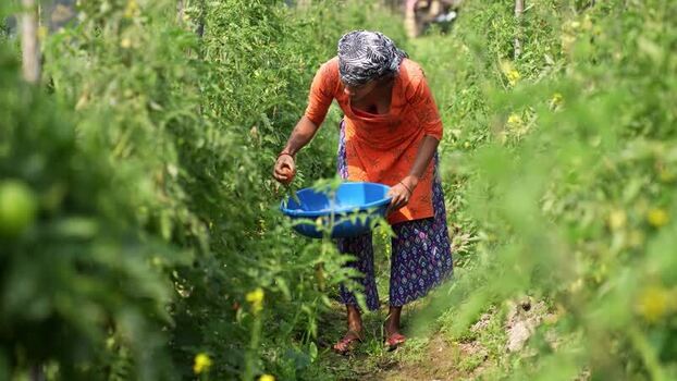 View of a woman harvesting tomatoes in a field Nepal. View of a woman harvesting tomatoes in a field Nepal.