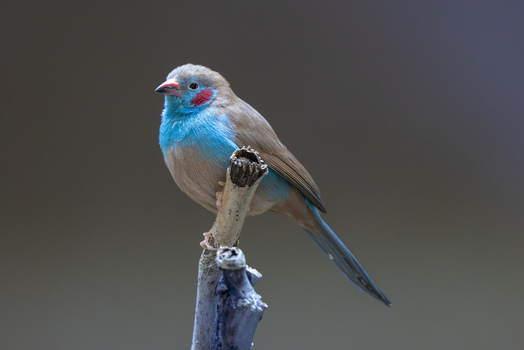 View of a red cheeked cordon bleu bird with vibrant blue feathers and a red cheek patch perched on a dry branch against a dark background in Mulhouse Grand Est France.