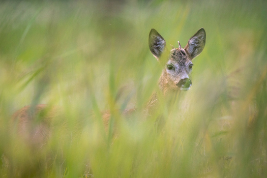 View of a young roe deer standing in tall green grass in Debrzno Pomeranian Voivodeship Poland.