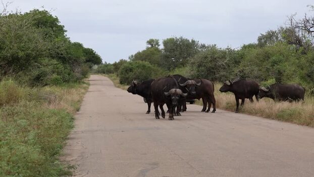 View of Cape buffaloes crossing a road in Kruger Park South Africa.