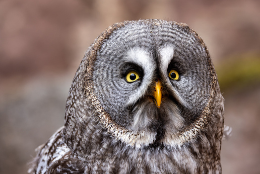 View of a Great Grey Owl showing its detailed facial disc and bright yellow eyes against a soft blurred background in Selestat Grand Est France.