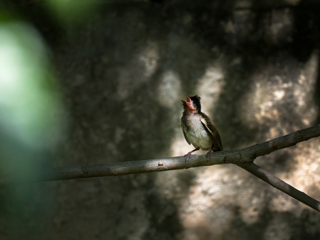 View of a red vented bulbul perched on a thin tree branch with its beak open against a blurred stone wall background in Lahore Punjab Pakistan. View of a red vented bulbul perched on a thin tree branch with its beak open against a blurred stone wall background in Lahore Punjab Pakistan.