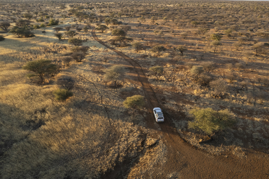 Aerial view of a lone white car traversing a dusty path through the arid landscape where golden grasses meet scattered trees under the African sun Windhoek Namibia. Aerial view of a lone white car traversing a dusty path through the arid landscape where golden grasses meet scattered trees under the African sun Windhoek Namibia.