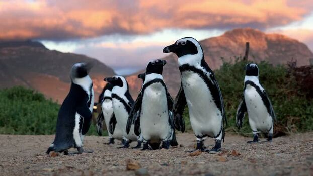 View of African penguins at Stoney Point Penguin Colony South Africa. View of African penguins at Stoney Point Penguin Colony South Africa.