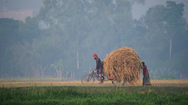 View of farmers transporting hay on a bicycle in Bogura Bangladesh. View of farmers transporting hay on a bicycle in Bogura Bangladesh.