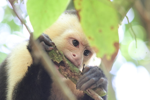 View of a white faced capuchin monkey nibbling on a branch amidst the vibrant green foliage its inquisitive eyes peeking through Quepos Puntarenas Province Costa Rica.