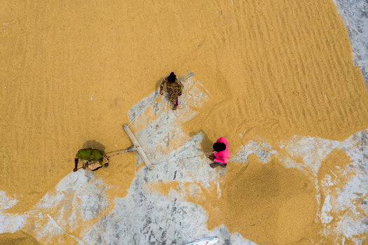 Brahmanbaria Chittagong Division Bangladesh 15 August 2021 Aerial view of workers spreading golden rice grains to dry on a concrete surface.