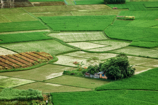 Aerial view of lush green rice paddies and a small rural house surrounded by trees in the agricultural landscape of Bogura Rajshahi Division Bangladesh. Aerial view of lush green rice paddies and a small rural house surrounded by trees in the agricultural landscape of Bogura Rajshahi Division Bangladesh.