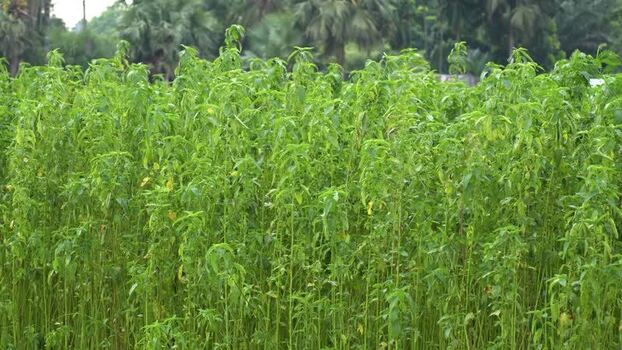 View of lush green jute plants in a field Bangladesh. View of lush green jute plants in a field Bangladesh.
