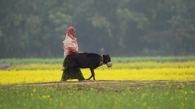 View of a woman walking with a cow in a mustard field Bangladesh.