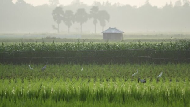 View of herons in lush green rice fields in Bogura Bangladesh.
