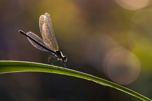 View of a damselfly perched on a green leaf blade with translucent wings backlit by golden sunlight in Wittenheim Grand Est France. View of a damselfly perched on a green leaf blade with translucent wings backlit by golden sunlight in Wittenheim Grand Est France.