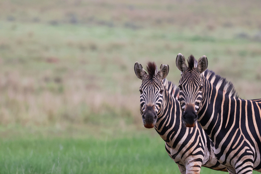 View of two striking zebras with bold black and white stripes and textured manes looking directly forward from a soft muted green grassy expanse Kruger Park South Africa. View of two striking zebras with bold black and white stripes and textured manes looking directly forward from a soft muted green grassy expanse Kruger Park South Africa.