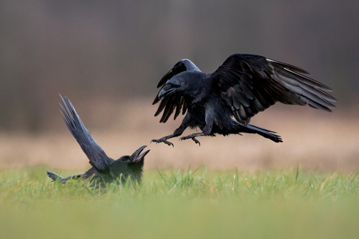 View of two ravens interacting in a grassy field with one bird landing near another on the ground in Debrzno Pomeranian Voivodeship Poland. View of two ravens interacting in a grassy field with one bird landing near another on the ground in Debrzno Pomeranian Voivodeship Poland.